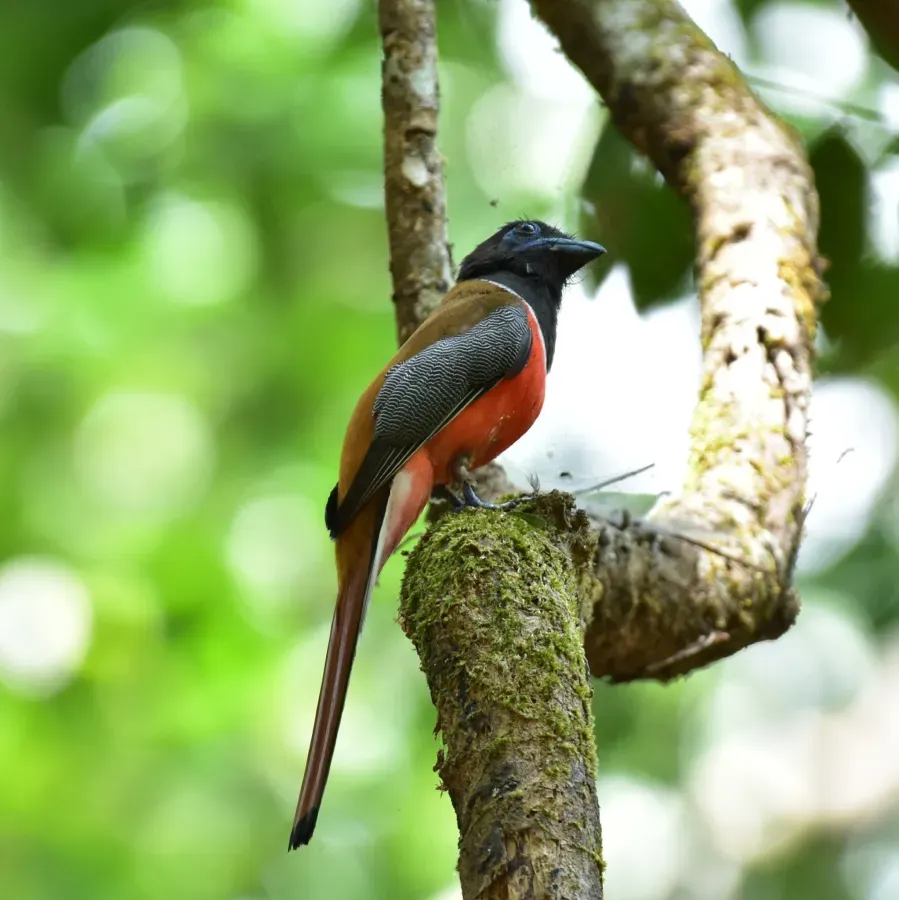 File:Harpactes fasciatus 362362772.jpg