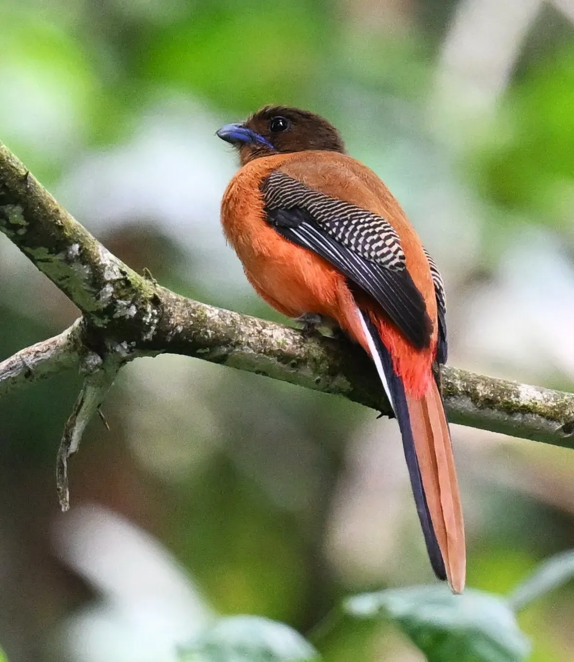 File:Harpactes duvaucelii 455184698.jpg