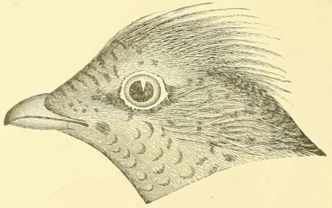 File:Bonasa umbellus 1891.jpg