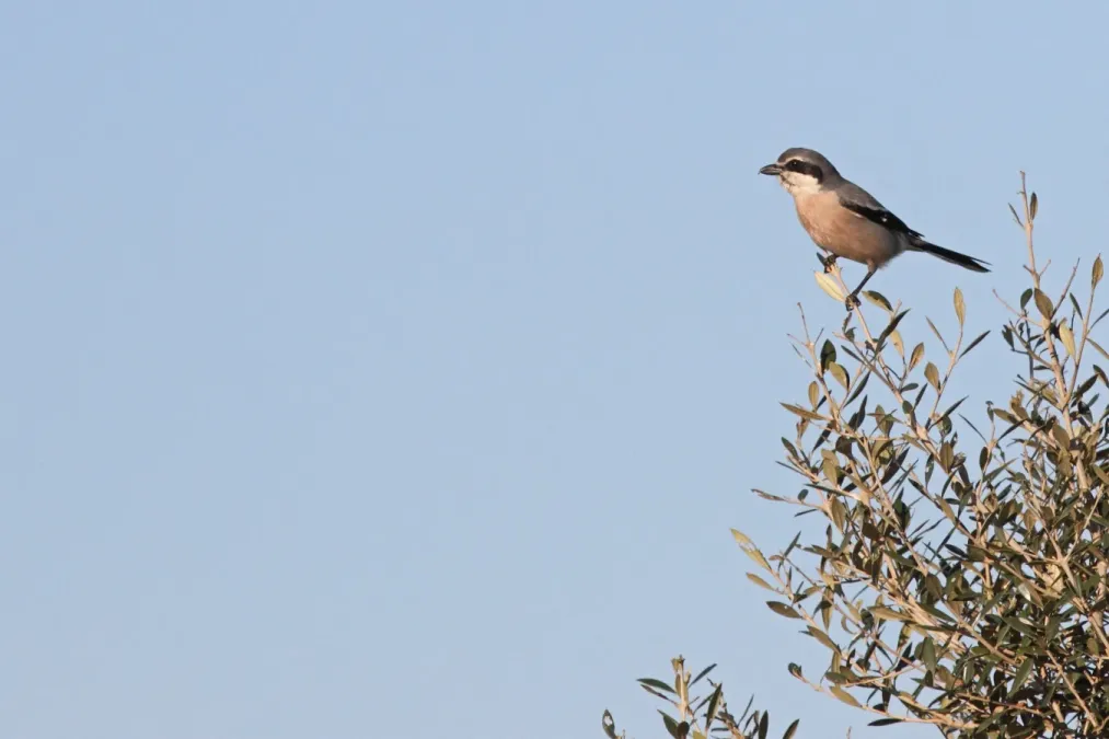 File:Iberische klapekster - Iberian grey shrike - Lanius meridionalis.jpg