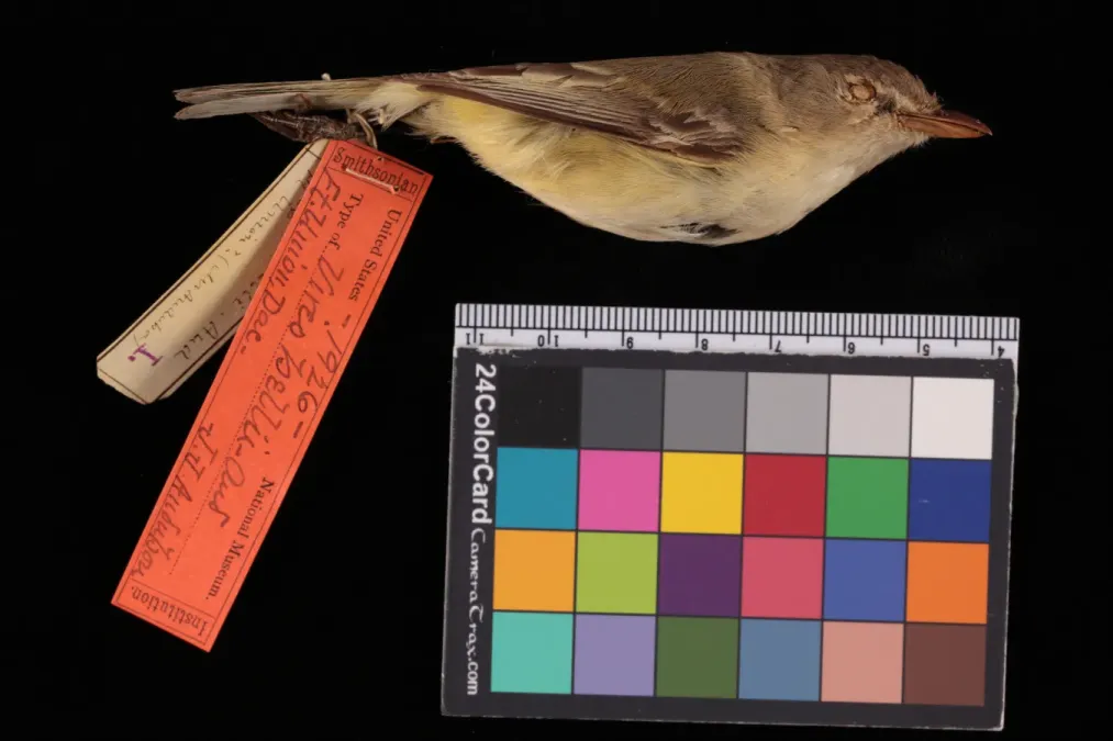 File:NMNH-USNM1926 Vireo bellii bellii 3.jpg