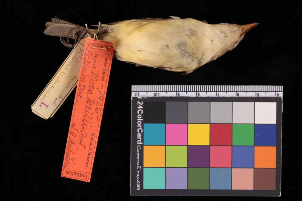 File:NMNH-USNM1926 Vireo bellii bellii 1.jpg