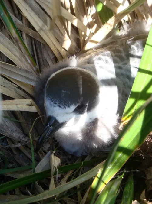 File:Pterodroma cervicalis - Peter de Lange - 1809440.jpeg