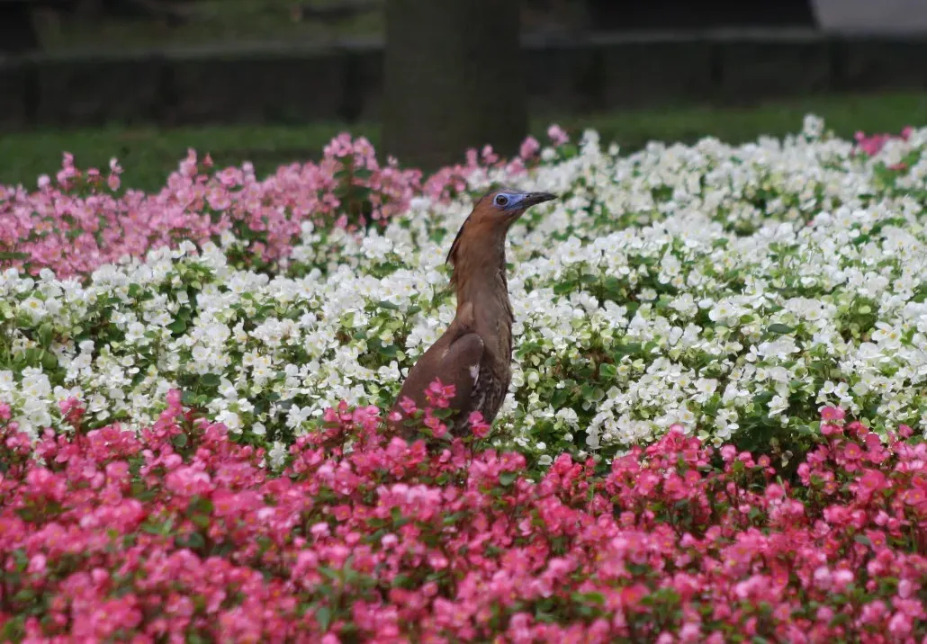 File:Malayan Night Heron (Gorsachius melanolophus) in a city Garden, Taipei, Taiwan.jpg