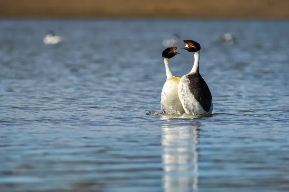 File:Podiceps gallardoi 238173801.jpg