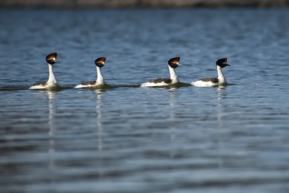 File:Podiceps gallardoi 238173785.jpg