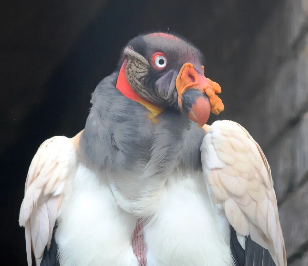 File:Sarcoramphus papa, bolyf, Pretoria-dieretuin, b.jpg