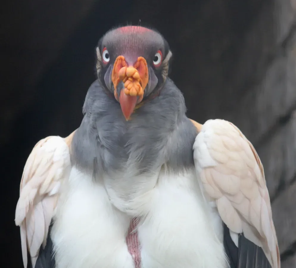 File:Sarcoramphus papa, bolyf, Pretoria-dieretuin, d.jpg