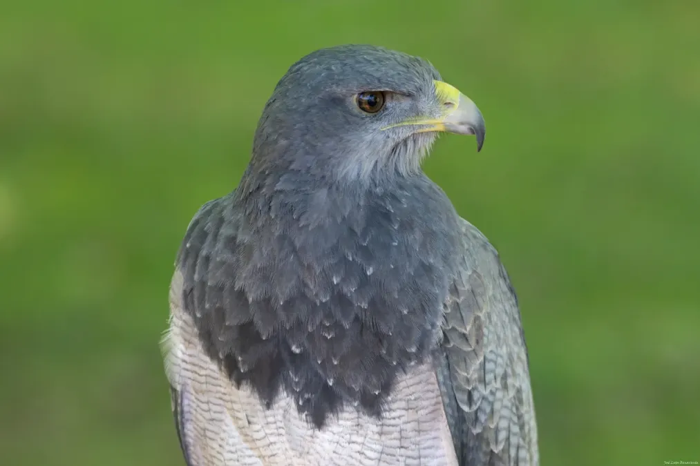 File:Geranoaetus melanoleucus portrait.jpg