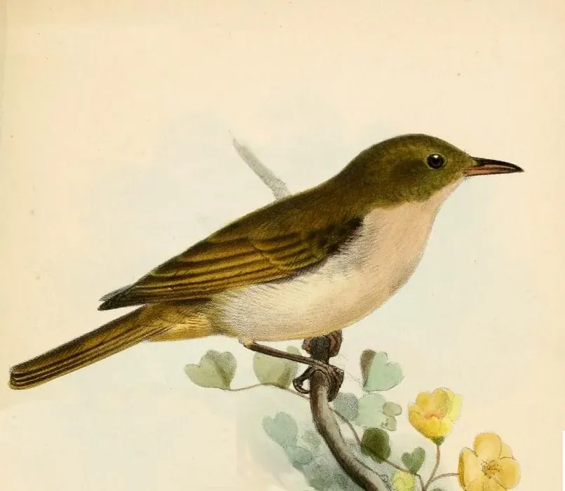 File:Chrysothlypis salmoni Smit.jpg