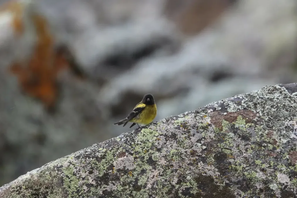 File:Serinus nigriceps 207305397.jpg