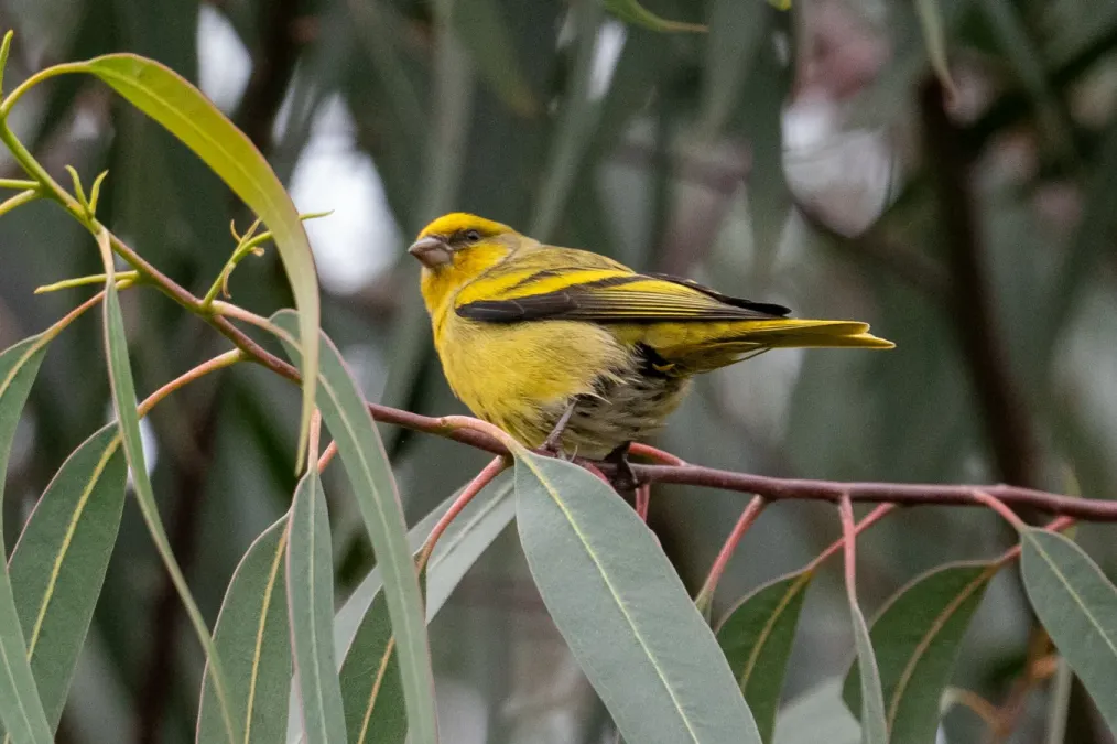 File:Serinus flavivertex 441688241.jpg