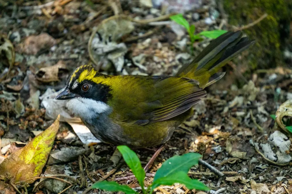 File:Arremon virenticeps 193245496.jpg