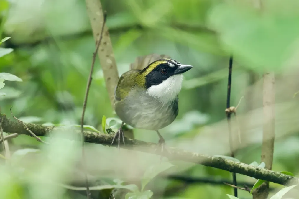 File:Arremon virenticeps 529035229.jpg