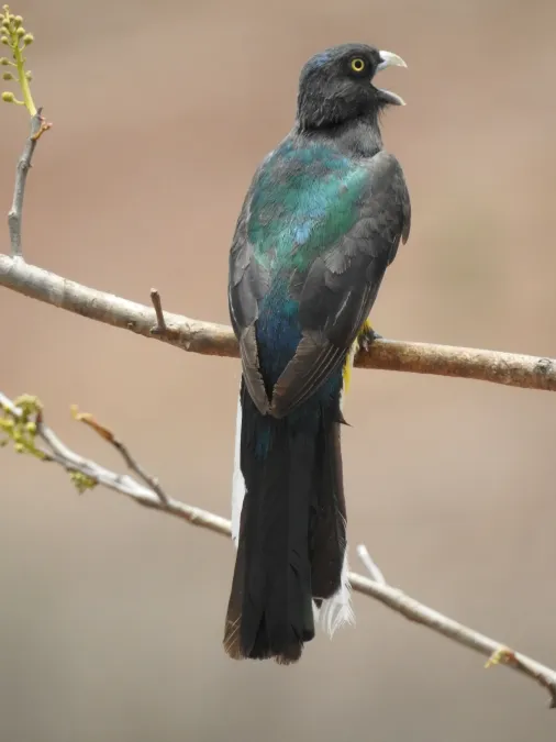 File:Trogon citreolus 287761304.jpg
