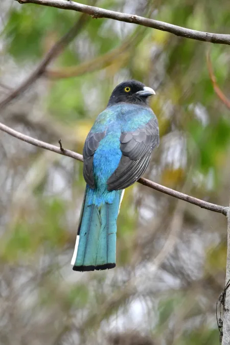 File:Trogon citreolus 461536761.jpg