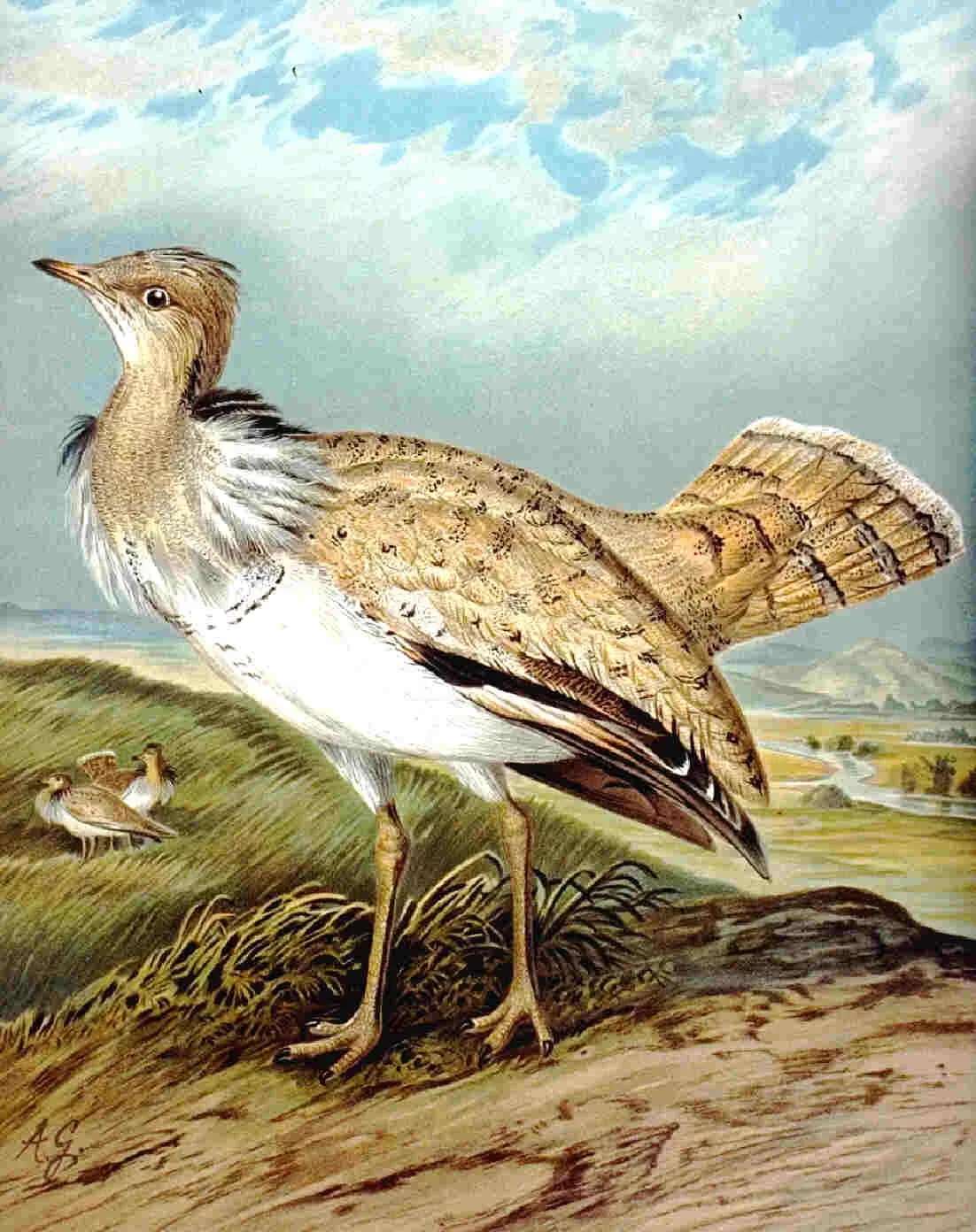 File:Chlamydotis macqueenii NAUMANN.jpg