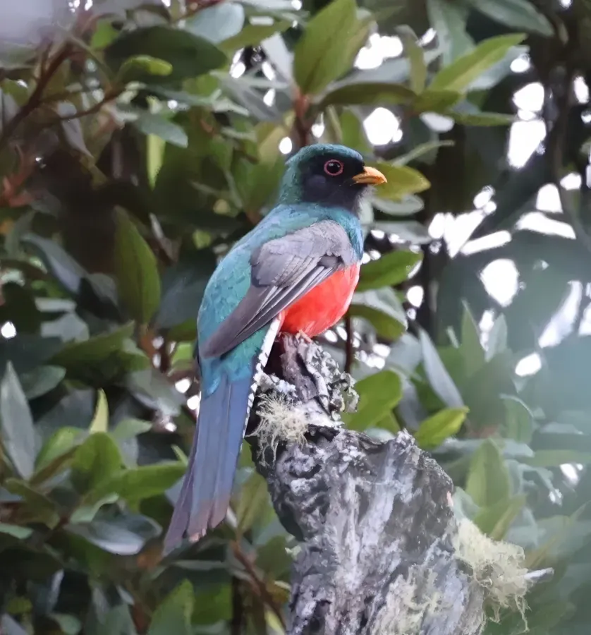 File:Trogon mexicanus 469573782.jpg
