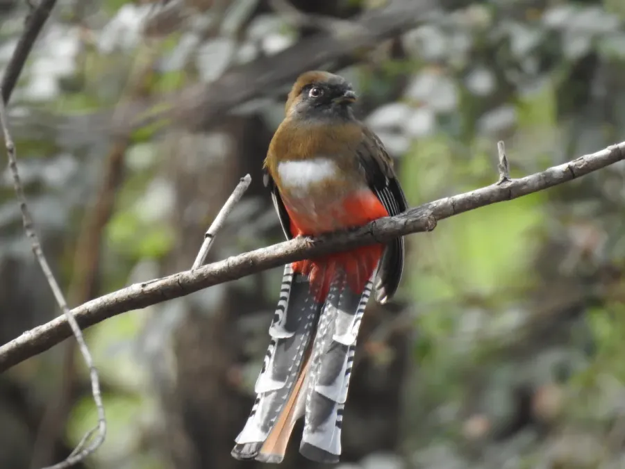 File:Trogon mexicanus 125551359.jpg
