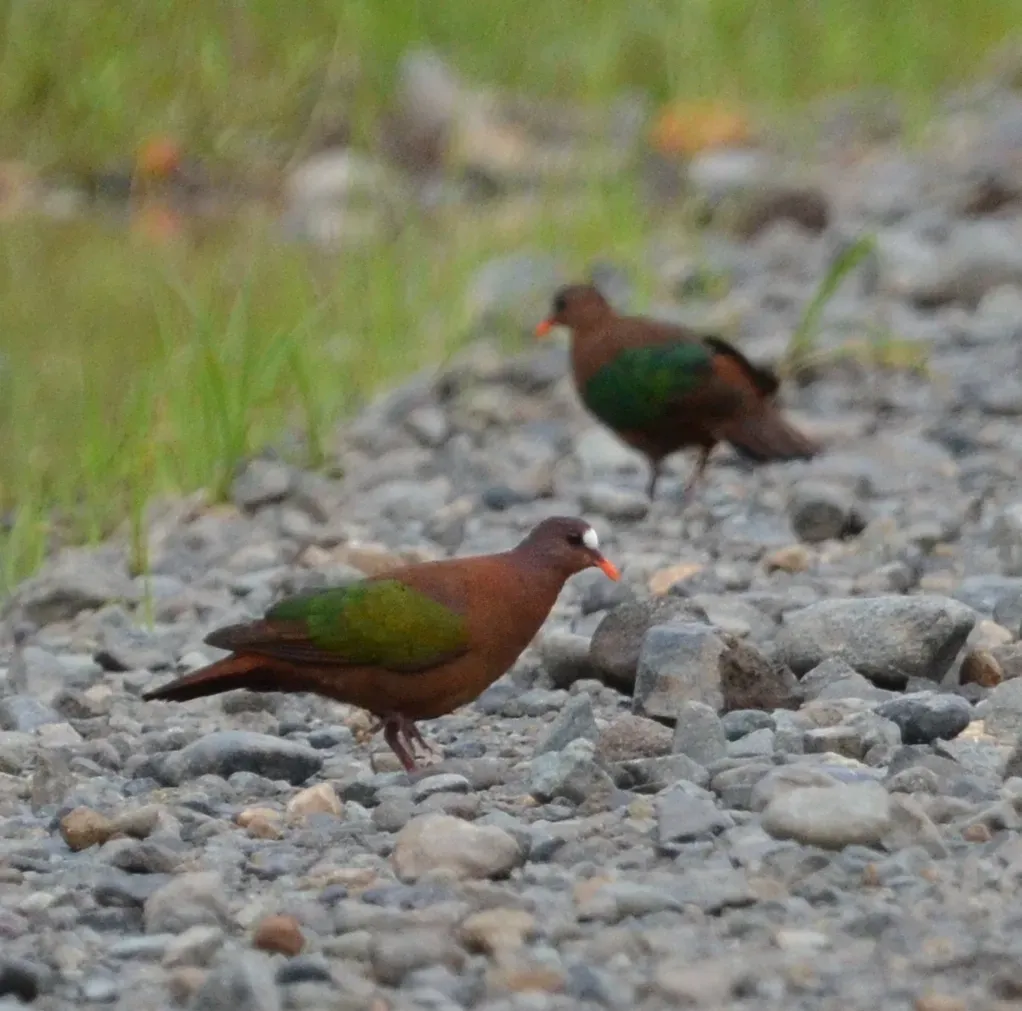 File:Chalcophaps stephani 454946553.jpg