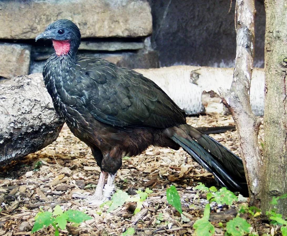 File:Penelope jacquacu - Spix-Guan - Spix's Guan.jpg