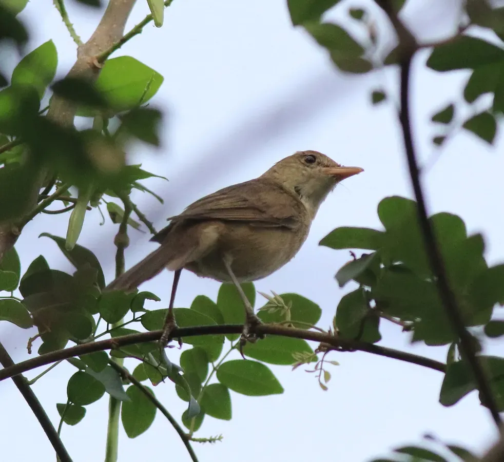 File:Thick-billed warbler (Arundinax aedon) (68024).jpg