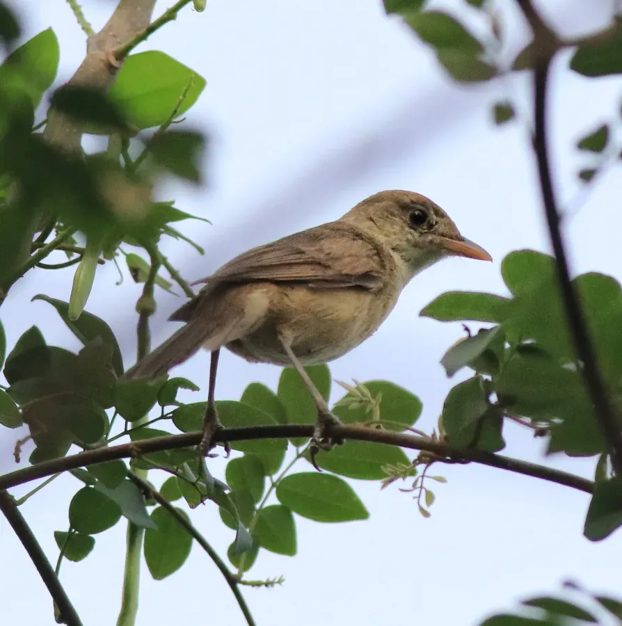 File:Thick-billed warbler (Arundinax aedon) (77180).jpg