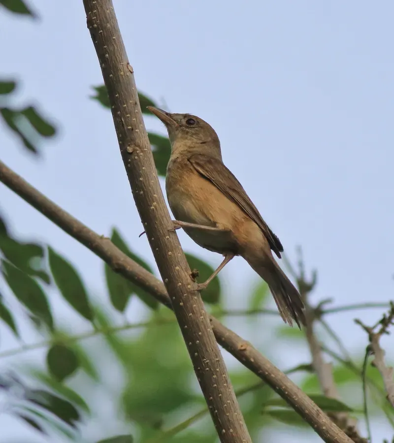 File:Thick-billed warbler (Arundinax aedon) (50980).jpg