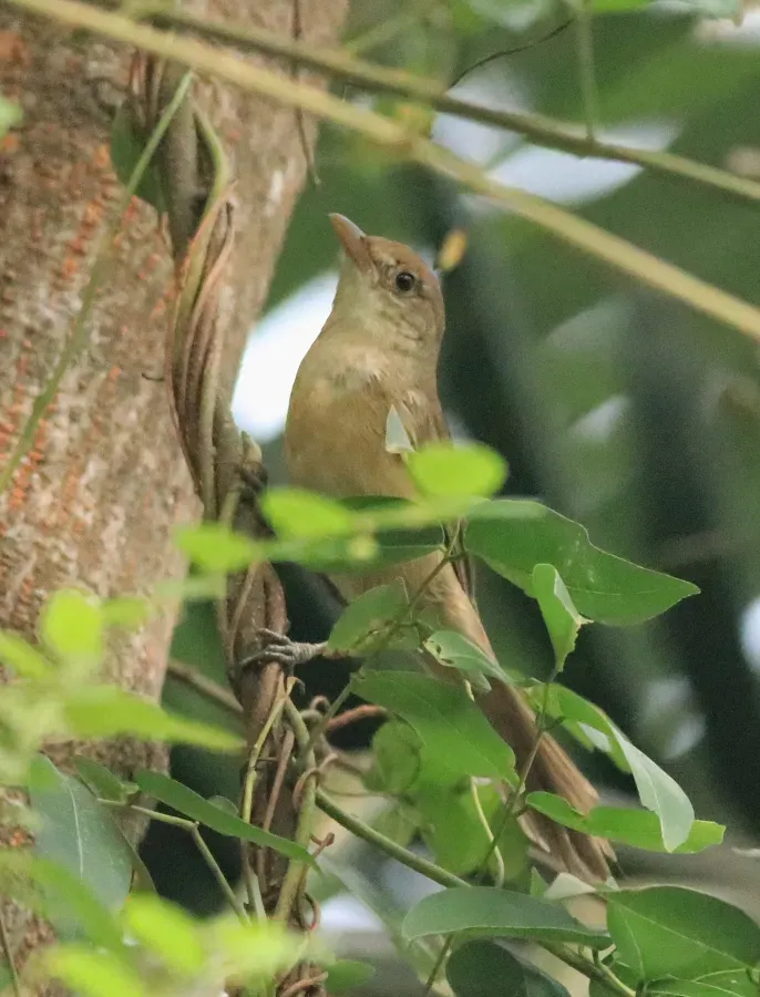 File:Thick-billed warbler (Arundinax aedon) (78597).jpg