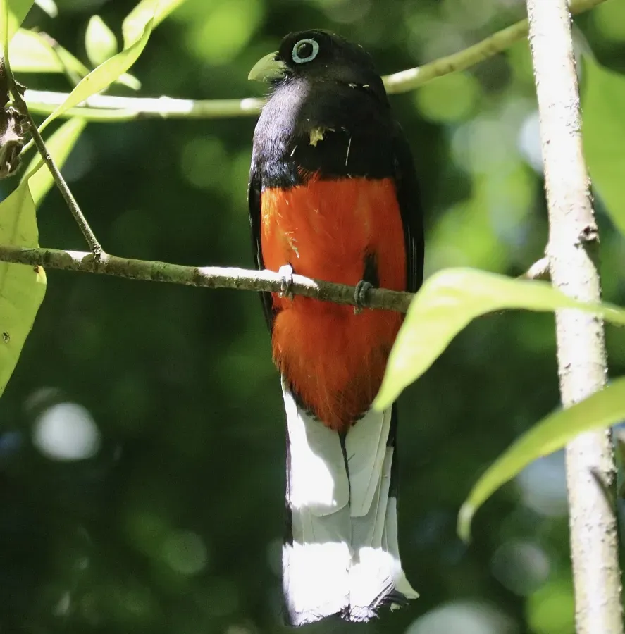 File:Trogon bairdii 350714856.jpg