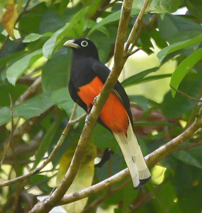 File:Trogon bairdii 32168215.jpg