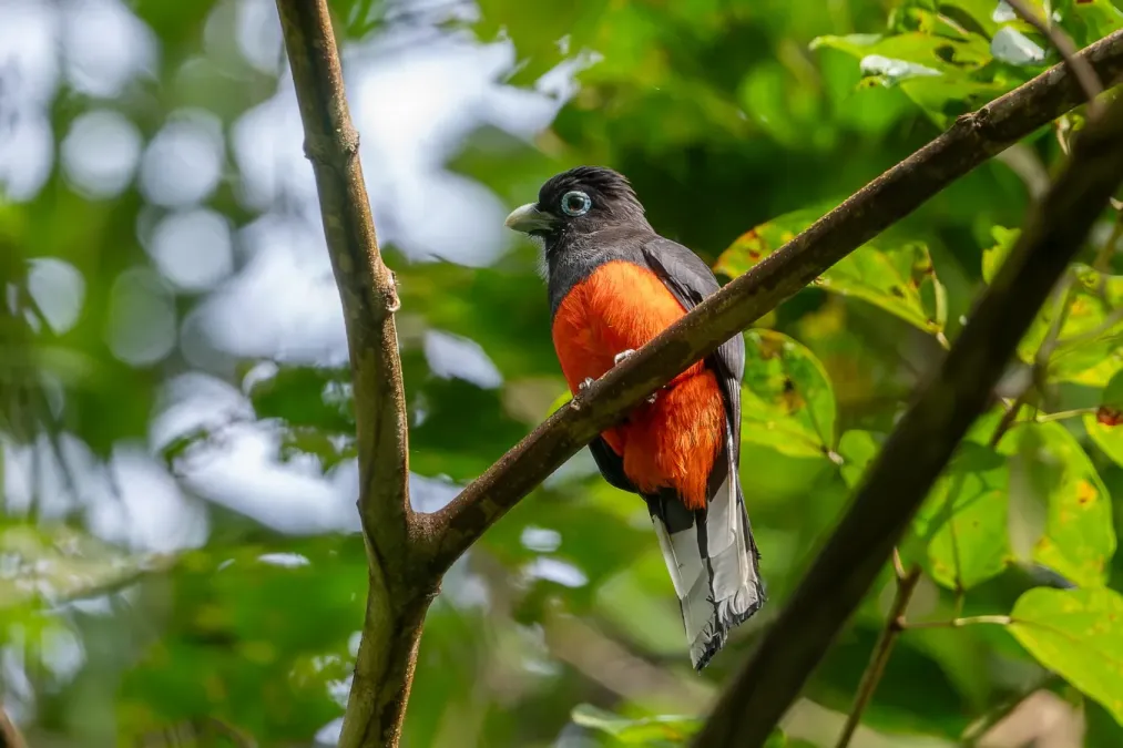 File:Trogon bairdii 416408853.jpg