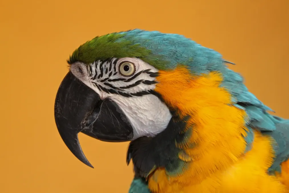 File:Ara ararauna 01.jpg