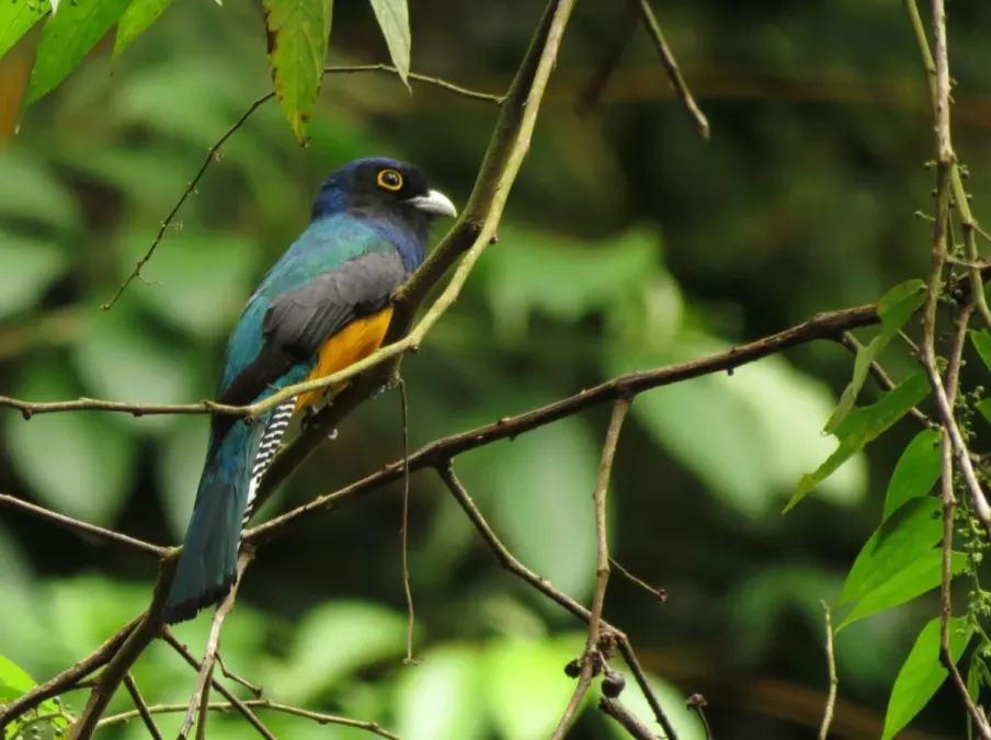 File:Trogon violaceus 6679454.jpg