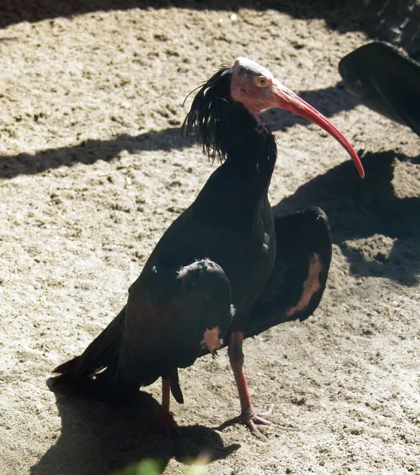 File:Geronticus eremita - Waldrapp - Northern Bald Ibis.jpg