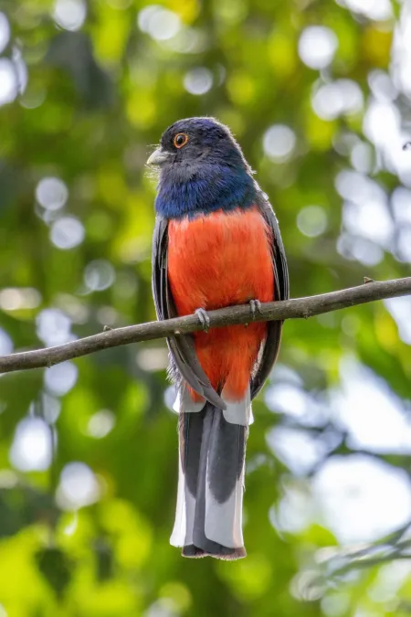 File:Trogon surrucura 479726739.jpg