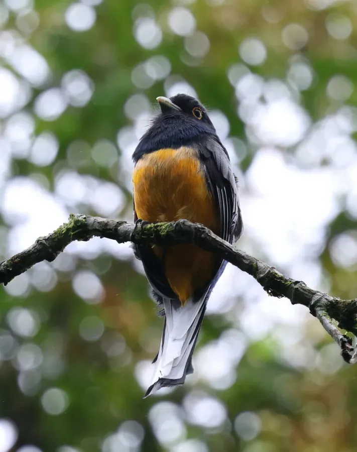 File:Trogon surrucura 478736848.jpg
