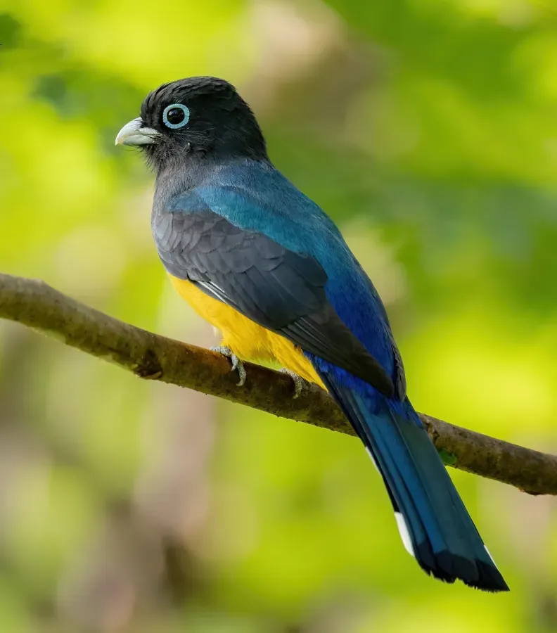 File:Trogon melanocephalus 432082915.jpg
