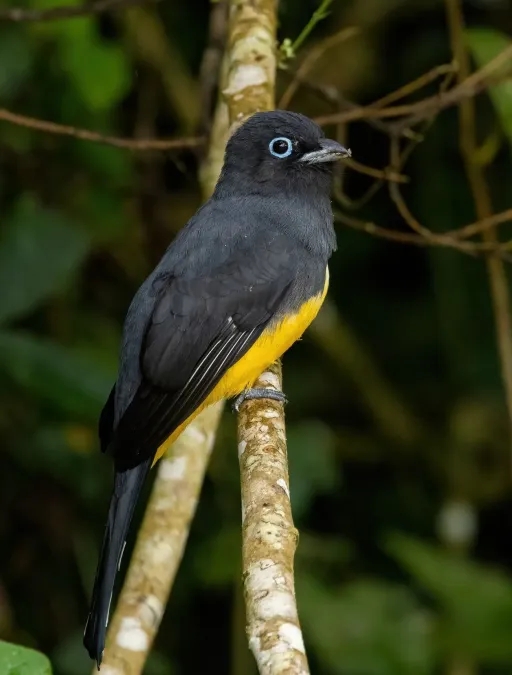 File:Trogon melanocephalus 432726015.jpg