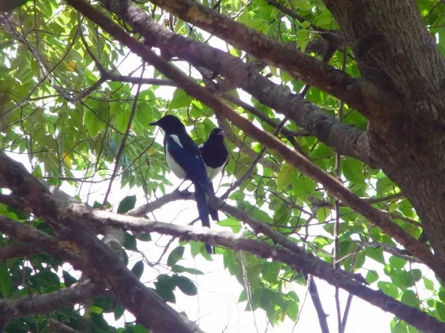 File:Pica serica pair perched, Taipei, Taiwan.jpg