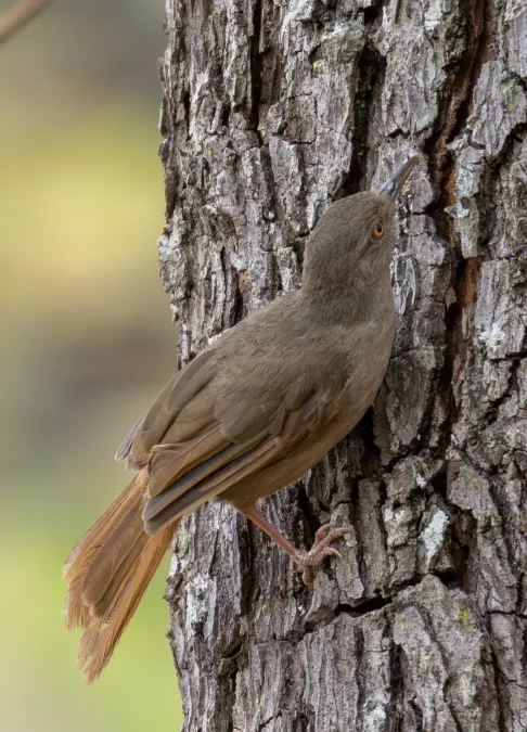 File:Stevens 2024 Phyllastrephus cerviniventris Gray-olive Greenbul.jpg