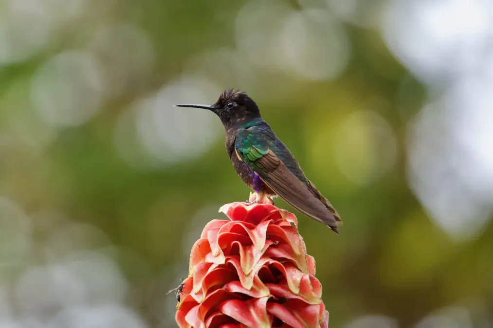 File:Velvet-purple coronet-Boissonneaua jardini.jpg