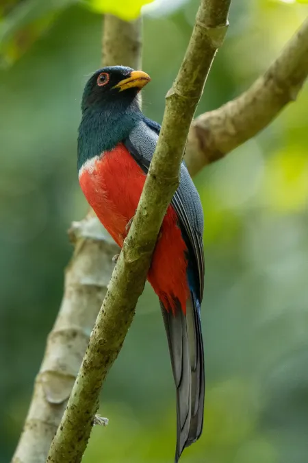 File:Trogon melanurus 240948943.jpg