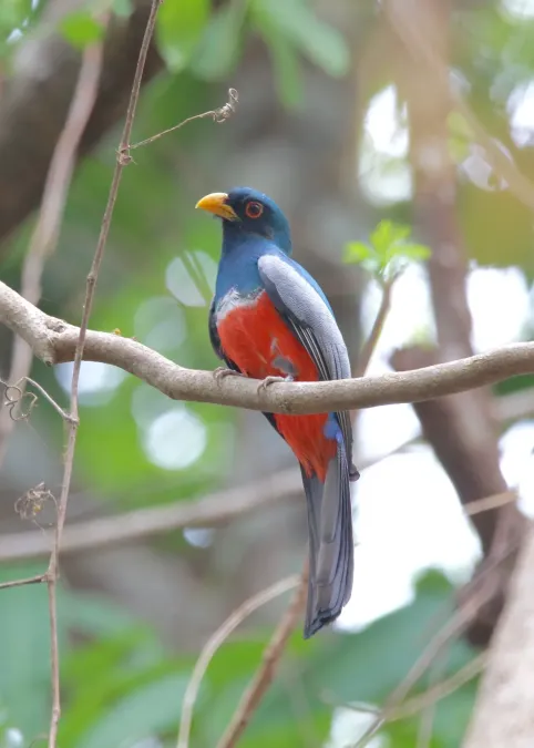 File:Trogon melanurus 58721832.jpg