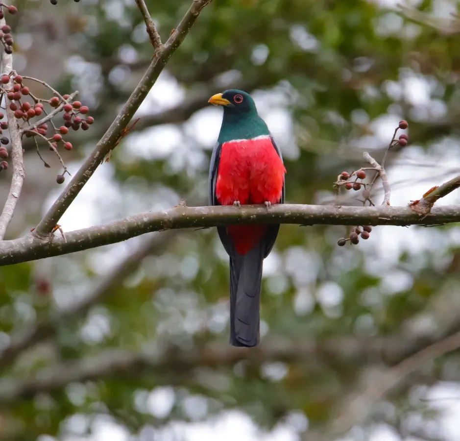 File:Trogon melanurus 62931069.jpg