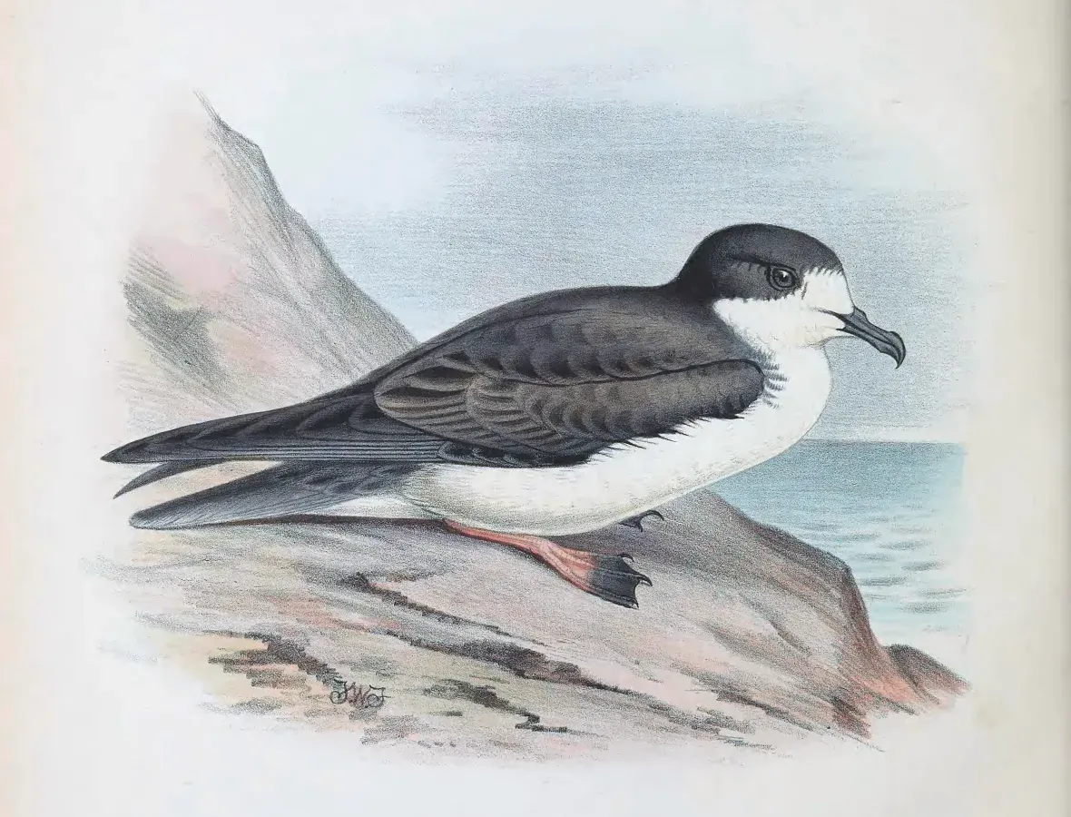 File:PterodromaSandwichensis.jpg