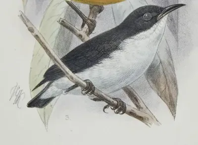 File:DicaeumHypoleucum.jpg