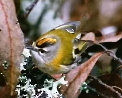 File:Regulus madeirensis & leaf litter.jpg