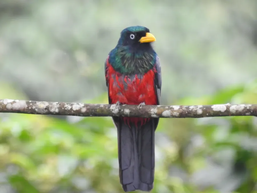 File:Trogon comptus 136603758.jpg