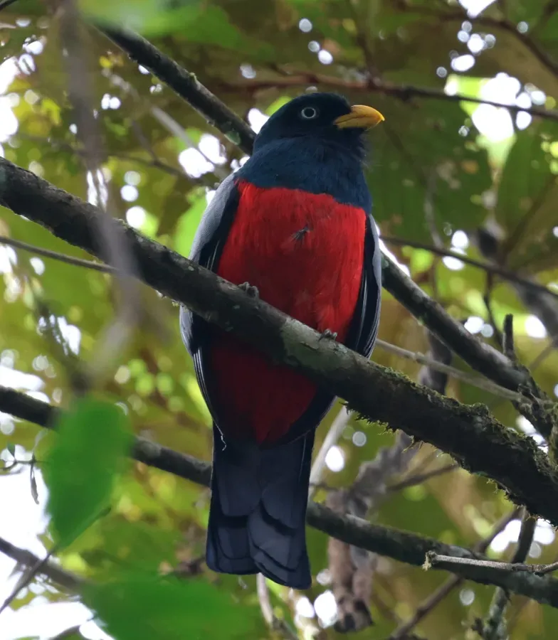 File:Trogon comptus 460552085.jpg